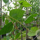 Betula utilis 'Doorenbos' 12-14 HO container