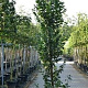 Carpinus bet. 'Lucas' 8-10 HO container geveerd