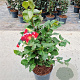 Camellia j. 'Dr King' 40-50 cm 5,0L