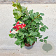 Camellia j. 'Dr King' 40-50 cm 5,0L