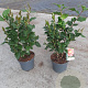 Camellia j. 'Dr King' 40-50 cm 5,0L