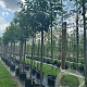 Castanea sativa 12-14 HO container