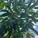 Castanea sativa 12-14 HO container