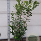 Prunus l. 'Novita' 150-175 cm 15L