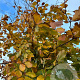 Fagus sylvatica 10-12 HO container