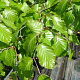 Fagus sylvatica 10-12 HO container
