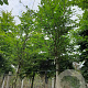 Fagus sylvatica 12-14 HO container