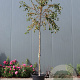 Malus 'Evereste' 12-14 HO container