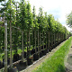 Magnolia kobus 10-12 HO container