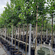 Malus 'Red Sentinel' 8-10 HO container