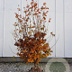 Parrotia persica 175-200 cm container meerstammig