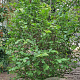 Parrotia persica 175-200 cm container meerstammig