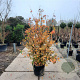 Parrotia persica 175-200 cm container meerstammig