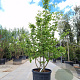 Parrotia persica 175-200 cm container meerstammig
