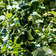 Populus canesc. 'Enniger' 10-12 cm Cocoskluit