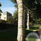 Populus canescens 'Witte van Haamstede' 12-14 HO container
