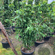 Prunus avium 200-250 cm container meerstammig extra