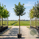 Prunus l. Etna 120 cm stam container