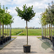 Prunus l. 'Otto Luyken' 150 cm stam container
