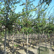 Prunus subh. 'Autumnalis Rosea' 8-10 HO wortelgoed 225 cm stam