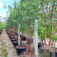 Prunus serrula 175-200 cm container meerstammig