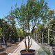 Prunus serrula 250-300 cm container meerstammig