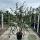 Prunus serrula 250-300 cm container meerstammig