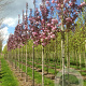 Prunus ser. 'Royal Burgundy' 8-10 HO wortelgoed 225 cm stam