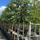 Prunus yedoensis 12-14 HO container