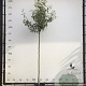 Pyrus c. 'Gieser Wildeman' 8-10 HO container