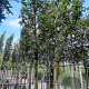 Quercus ilex 8-10 HO container 200 cm stam lei 150x150