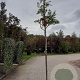Sorbus 'Dodong' 8-10 HO container