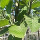 Sorbus latifolia 'Henk Vink' 10-12 HO container