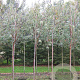 Prunus serrula 12-14 HO draadkluit