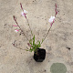 Gaura l. 'Whirling Butterflies' GM P9