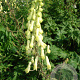 Aconitum vulparia GM zaad 100 gram