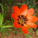 Adonis aestivalis GM zaad 100 gram