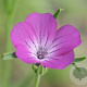 Agrostemma githago GM zaad KG