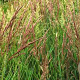 Agrostis stolonifera GM zaad KG