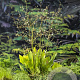 Alisma plantago-aquatica GM zaad 100 gram