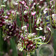 Allium scorodoprasum GM zaad 100 gram