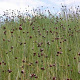 Allium vineale GM zaad 100 gram