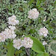 Antennaria dioica GM zaad 100 gram