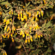 Anagyris foetida GM zaad 100 gram