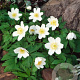 Anemone nemerosa GM zaad 100 gram