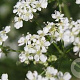 Anthriscus sylvestris GM zaad KG