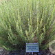 Artemisia campestris GM zaad 100 gram