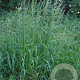 Arrhenatherum elatius GM zaad 100 gram