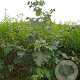 Arctium lappa GM zaad KG