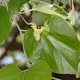 Aristolochia tomentosa GM zaad KG